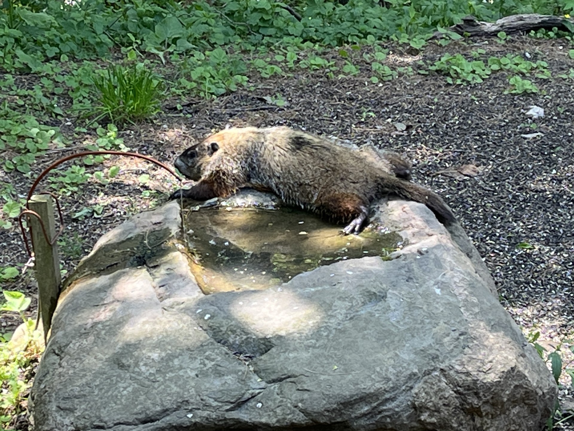 Woodchuck chilling out on the rock bath