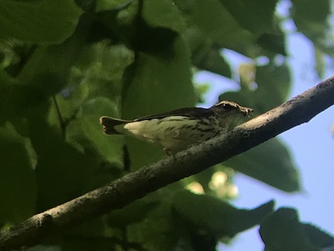 Louisiana Waterthrush at Jonathan Woods