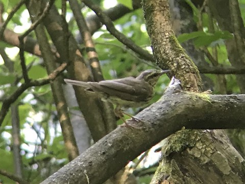 Northern Waterthrush at Jonathan Woods