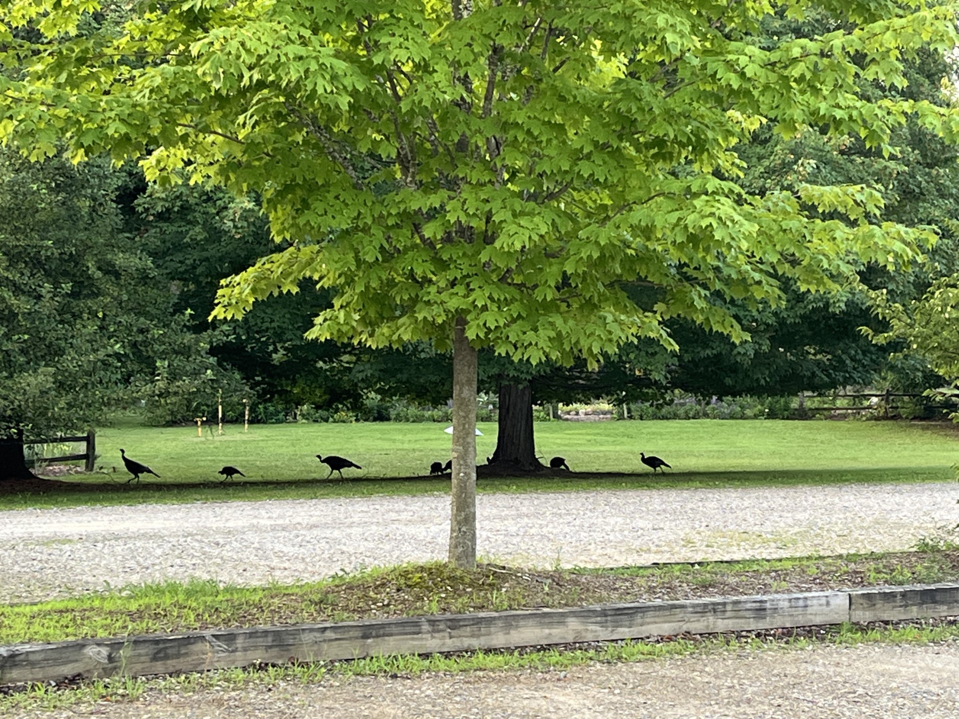 Young turkeys on the move