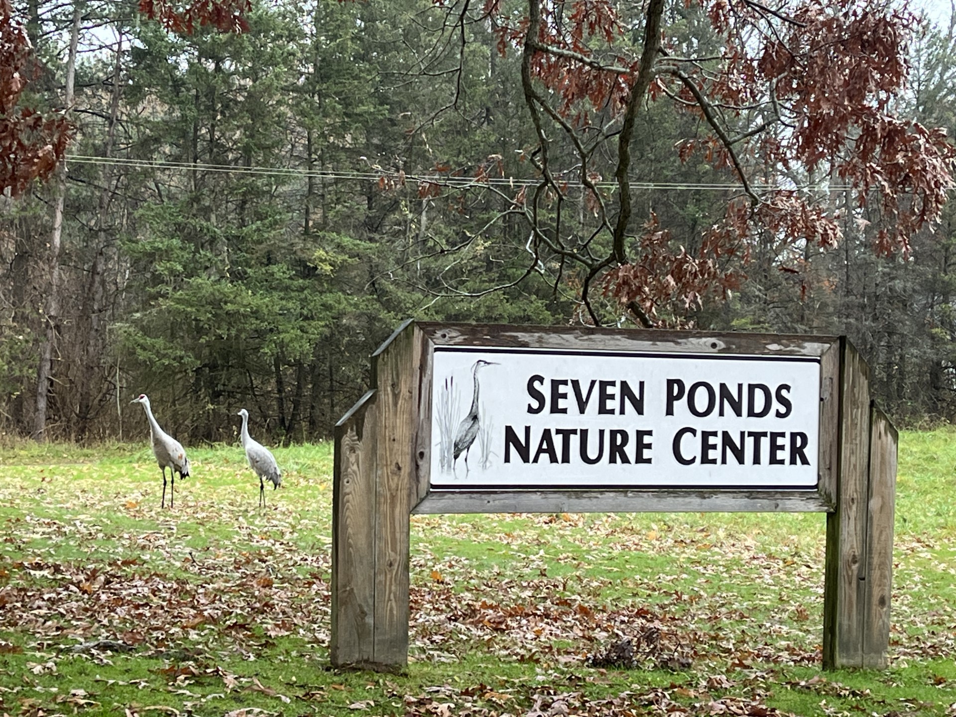 "Our" Sandhill Cranes, pictured on November 8 watching over our welcome sign.