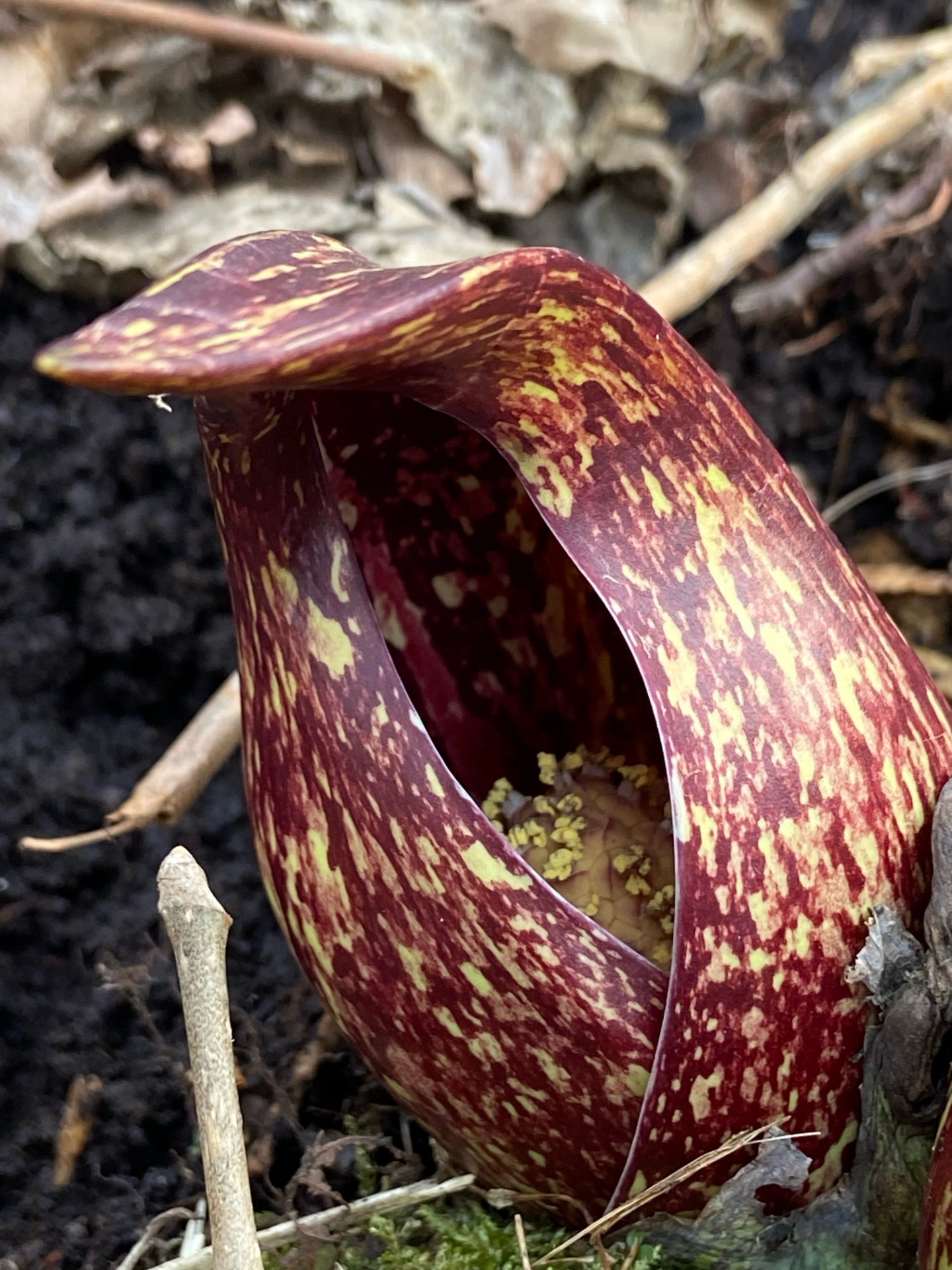 The first skunk cabbage we saw this year