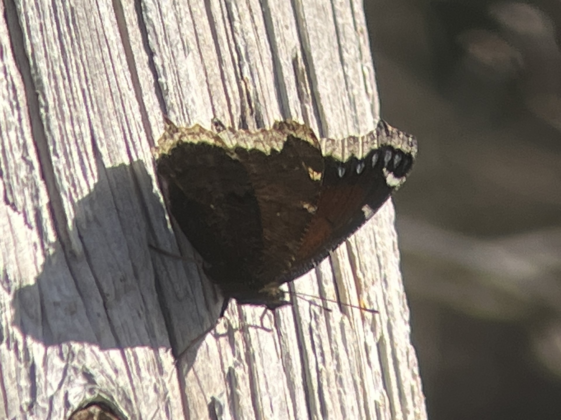 Mourning Cloak resting on a utility pole at Seven Ponds
