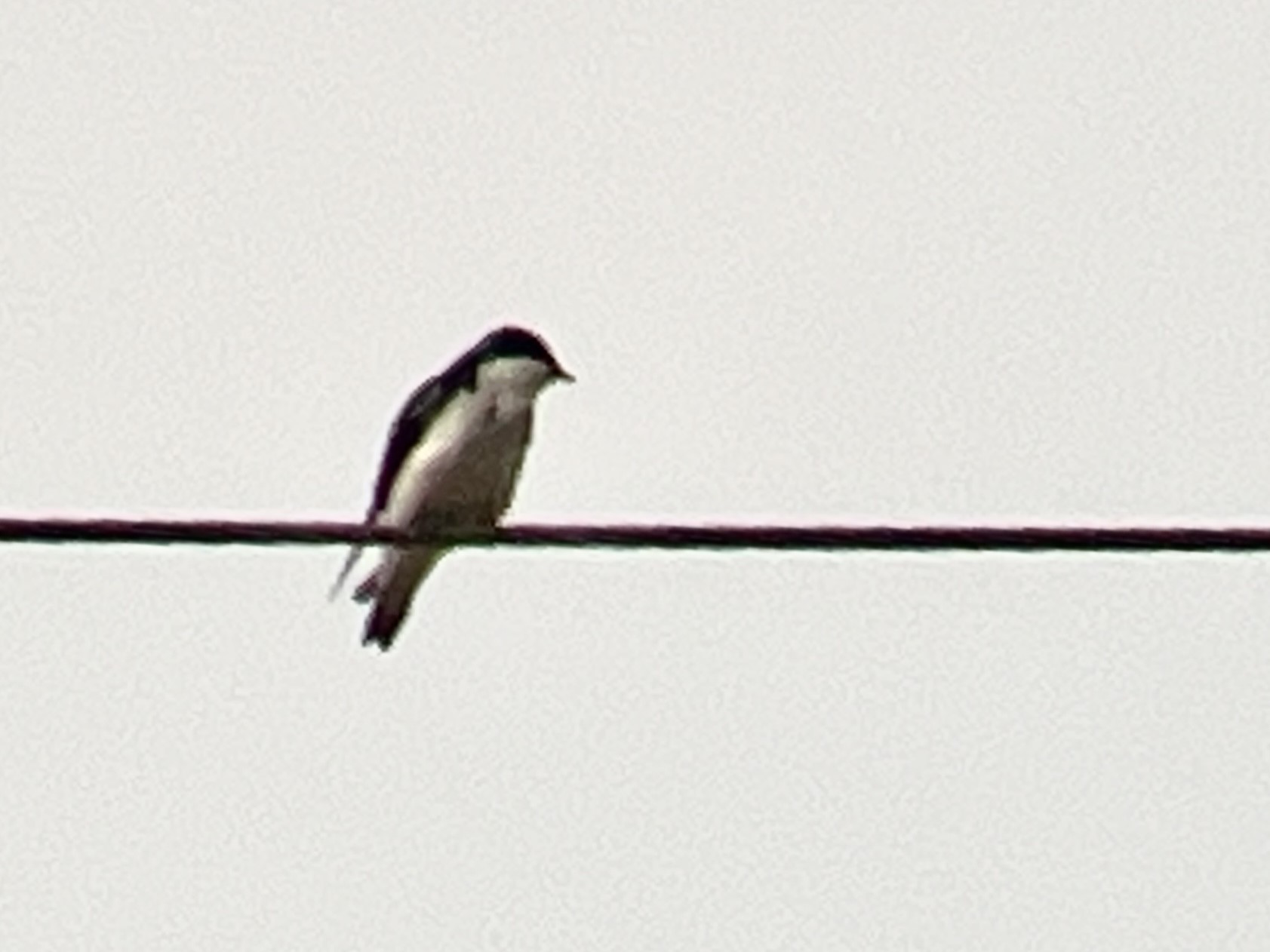 Tree Swallow in the North-80