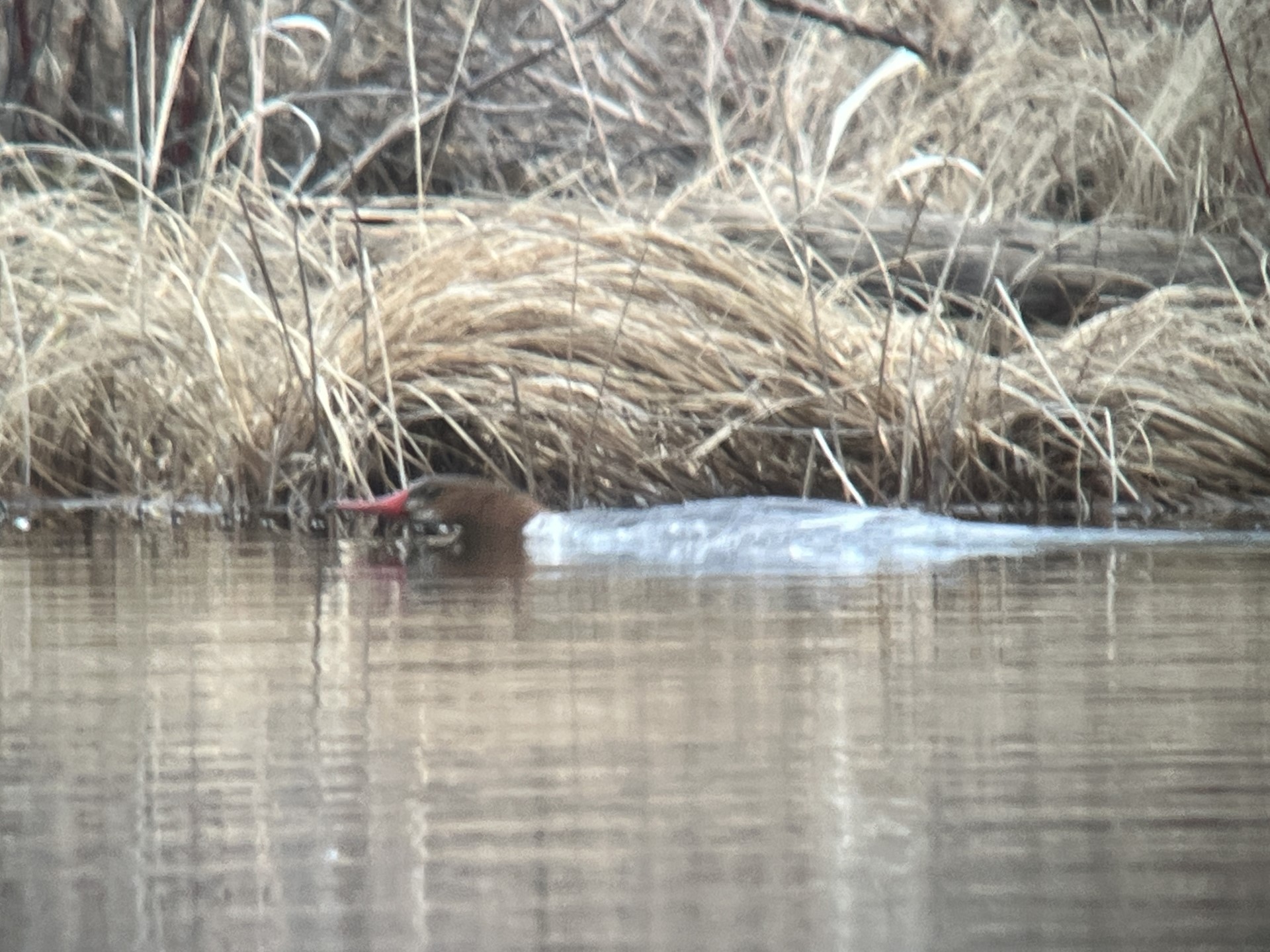 Female Common Merganser laying low and hoping to go unnoticed
