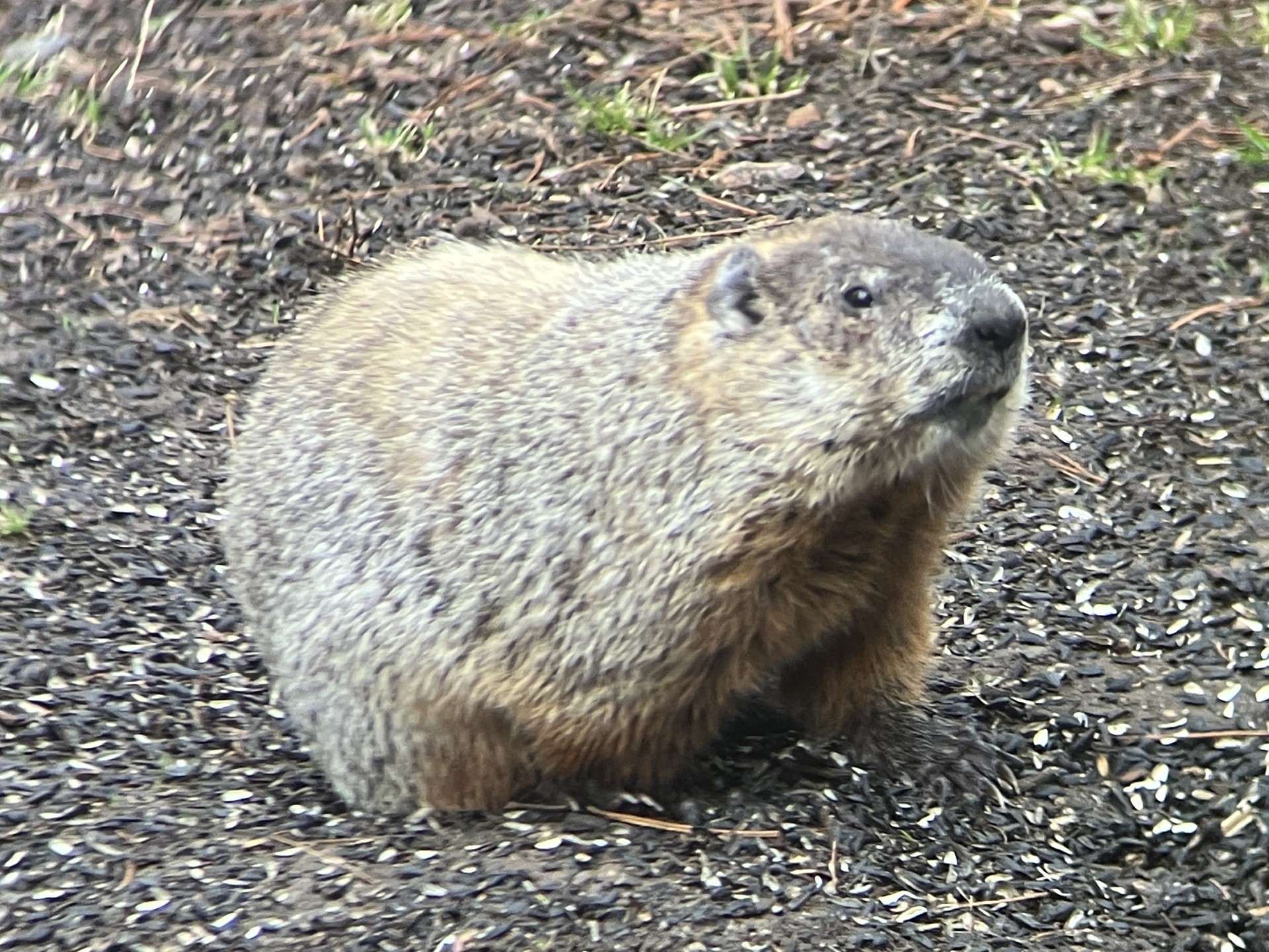 Groundhog at home at Seven Ponds