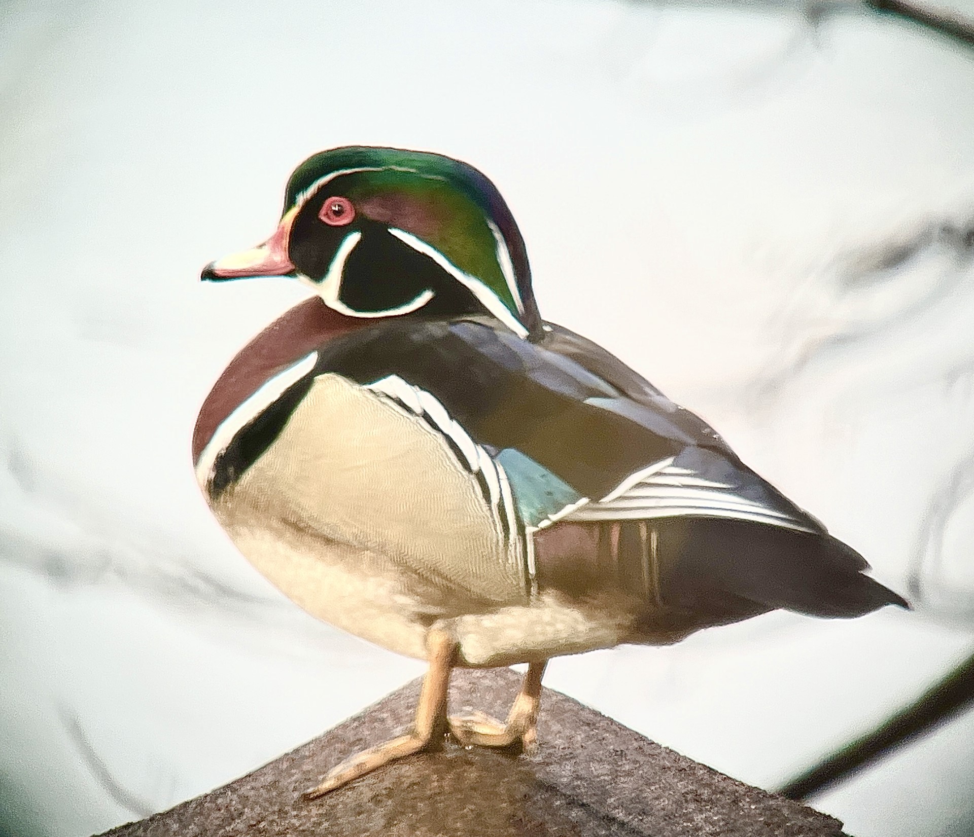 Wood Duck drake on the boathouse roof
