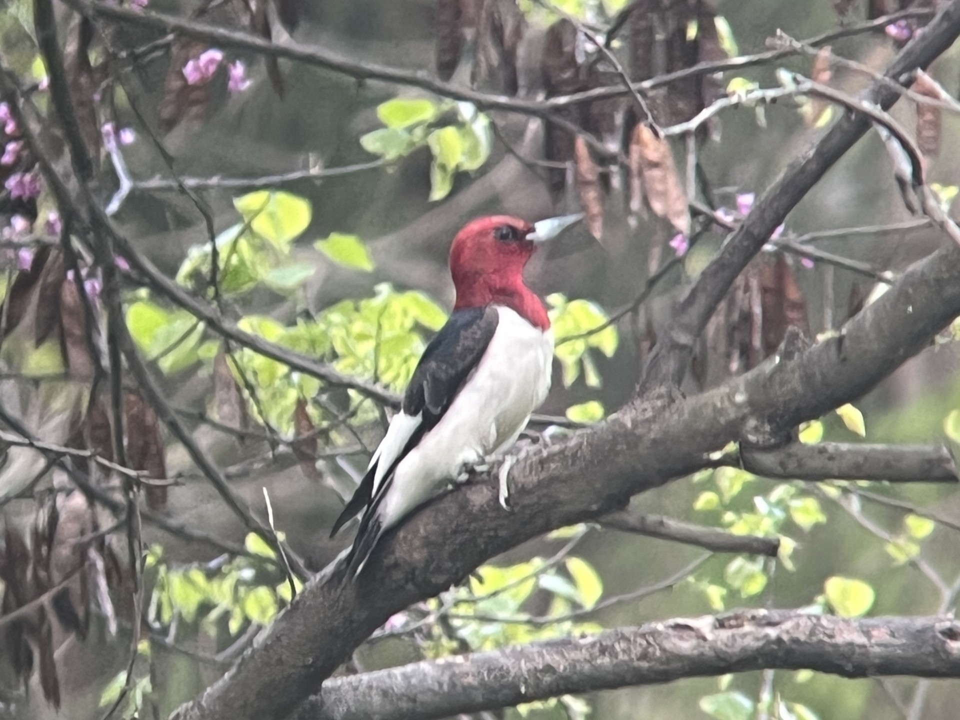 Red-headed Woodpecker at Seven Ponds!