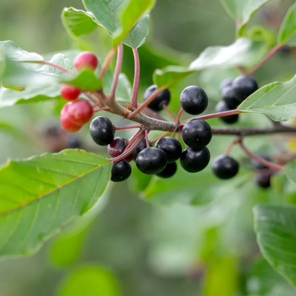 SIERRA_ISTOCK_Buckthorn_WB.jpg