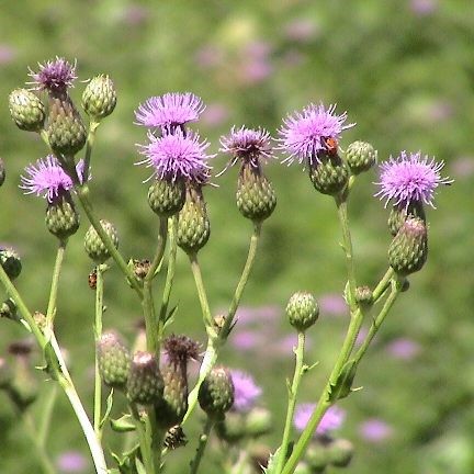 canada thistle