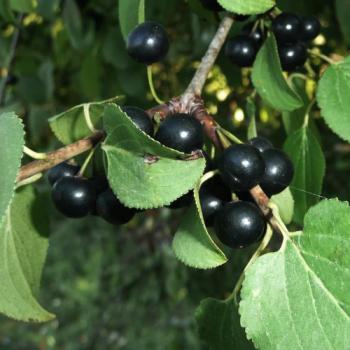 common buckthorn