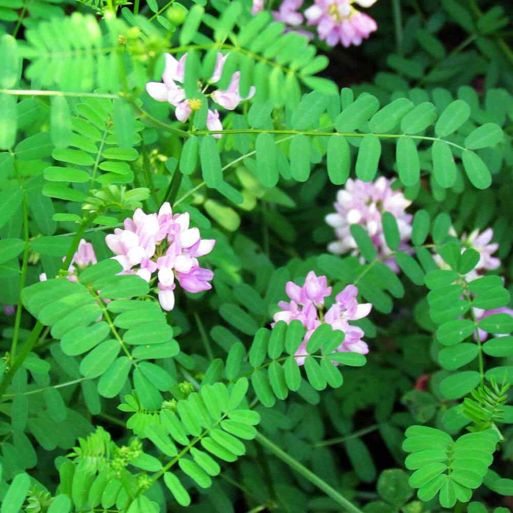 crownvetch