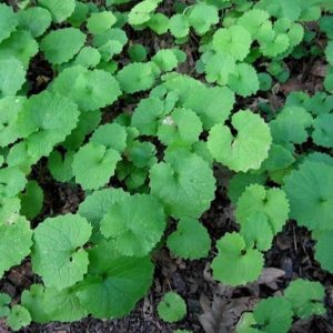 garlic mustard