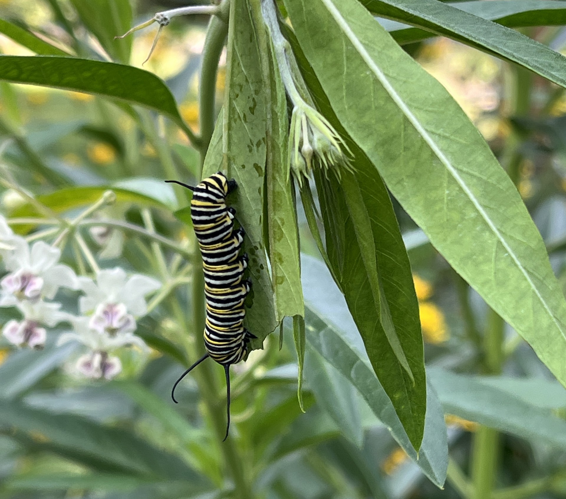 Monarch caterpillar in the Seven Ponds Butterfly Garden