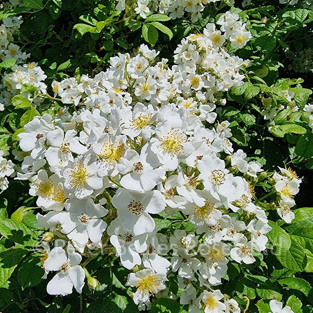 multiflora rose