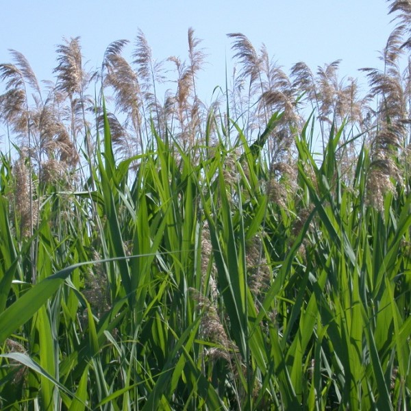 phragmites