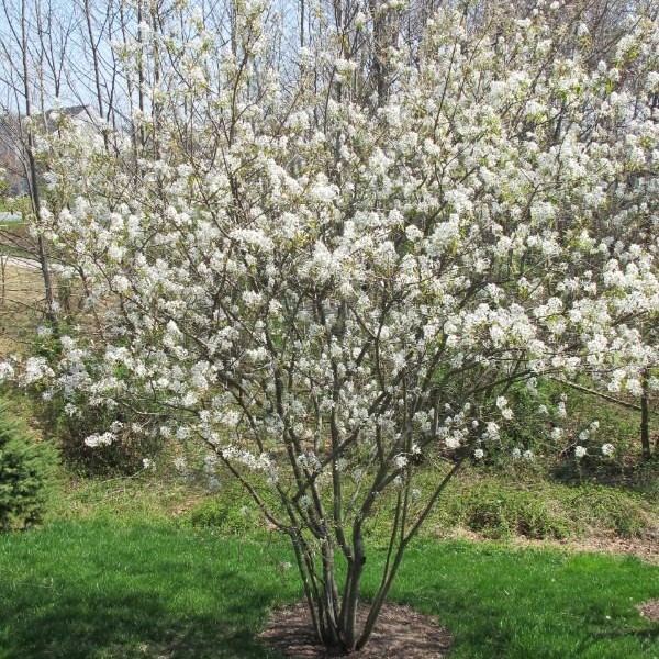 serviceberry2