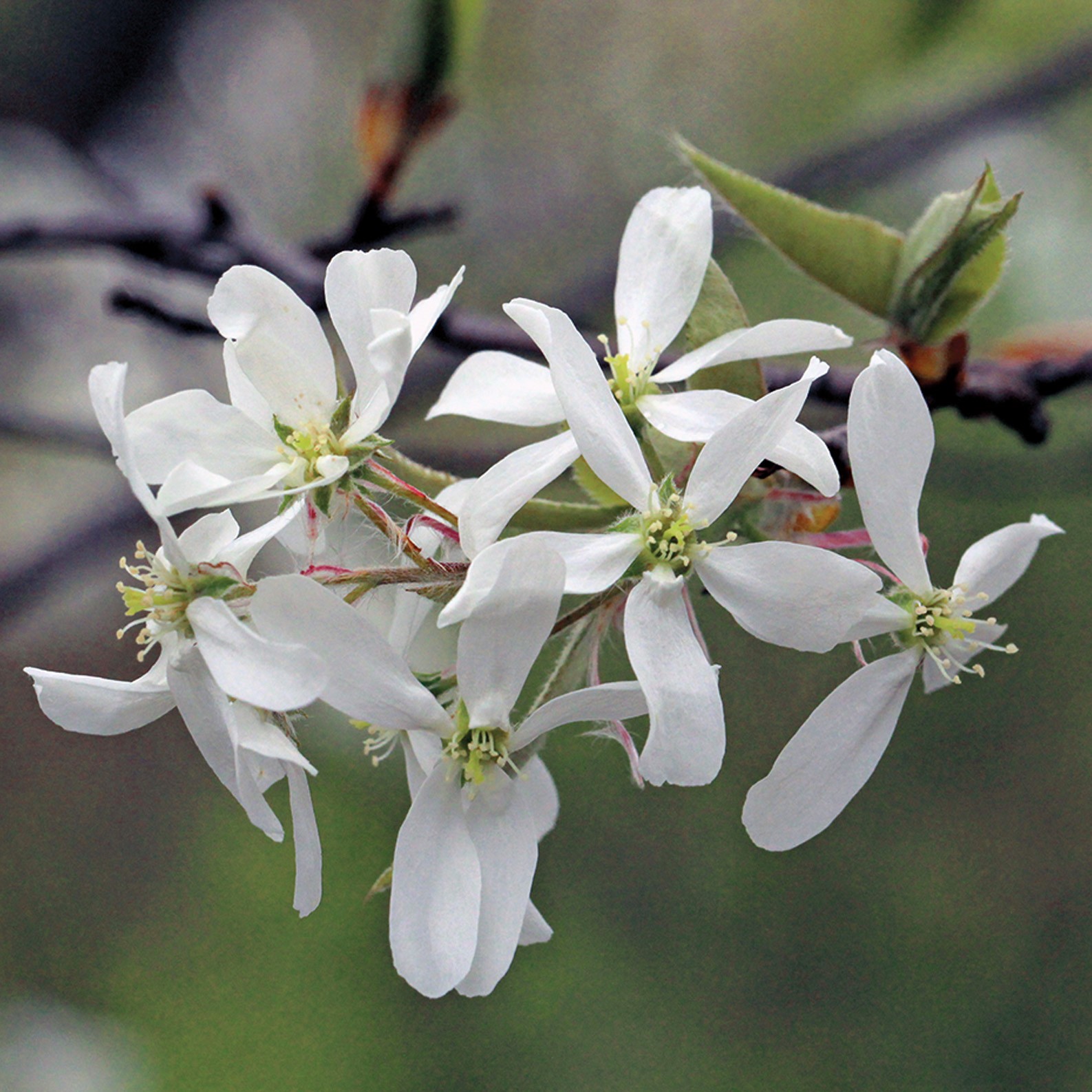 serviceberry3