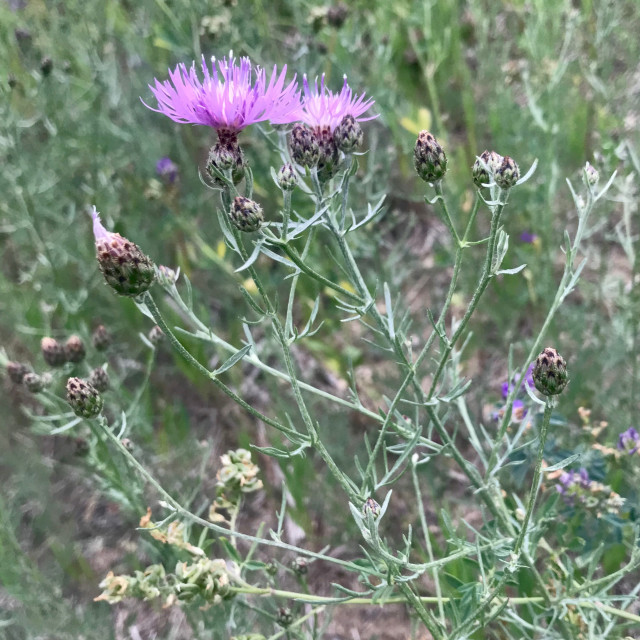 spotted knapweed