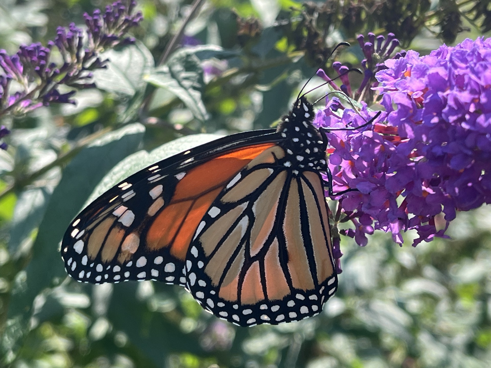 Monarch on butterfly bush in the Seven Ponds Butterfly Garden