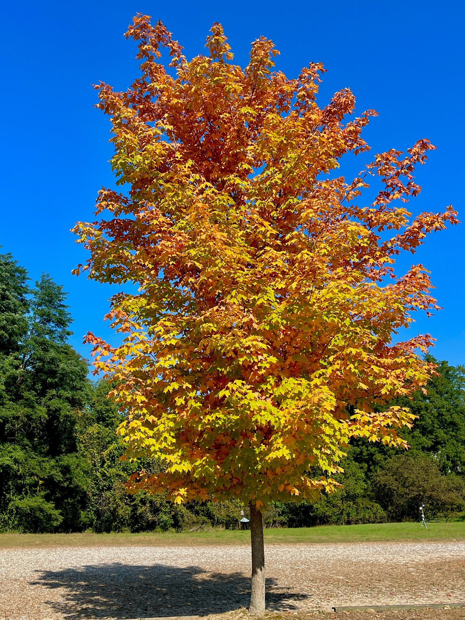 Colors are popping at Seven Ponds!