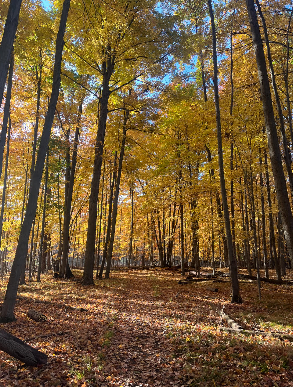 Paul's Woods ablaze in gold