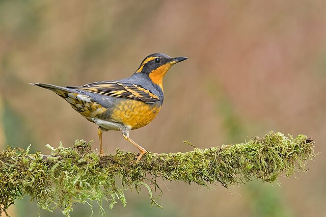 Varied Thrush