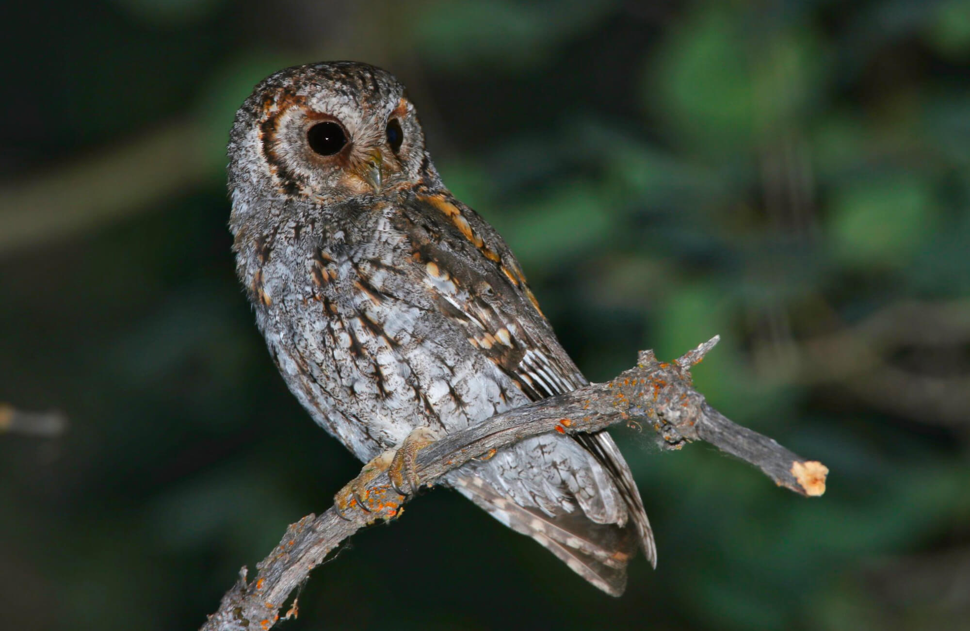 flammulatedowl_2