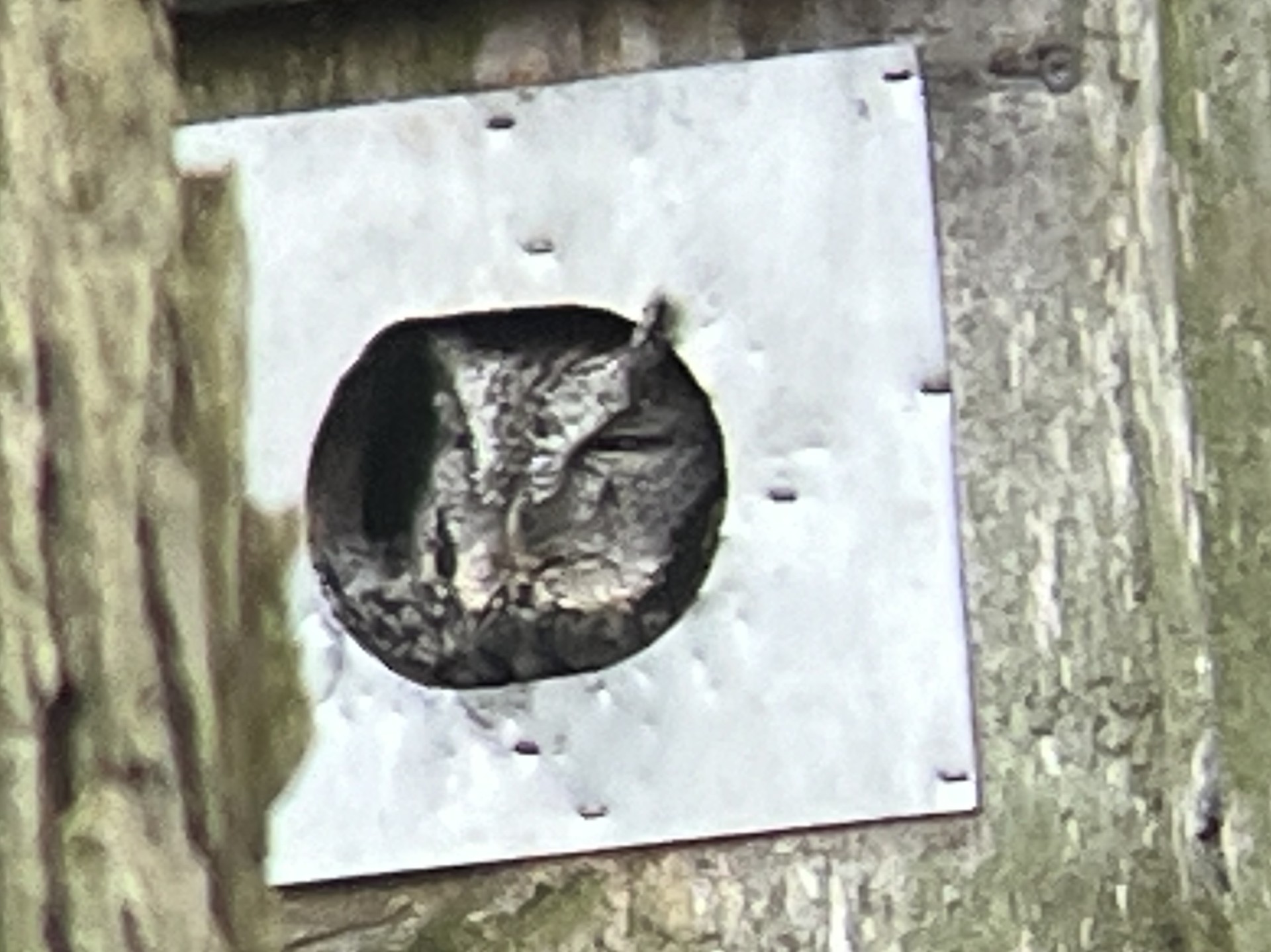 Gray phase Eastern Screech-Owl at Seven Ponds