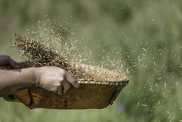 Winnowing_the_wild_rice_in_a_birch_bark_basket