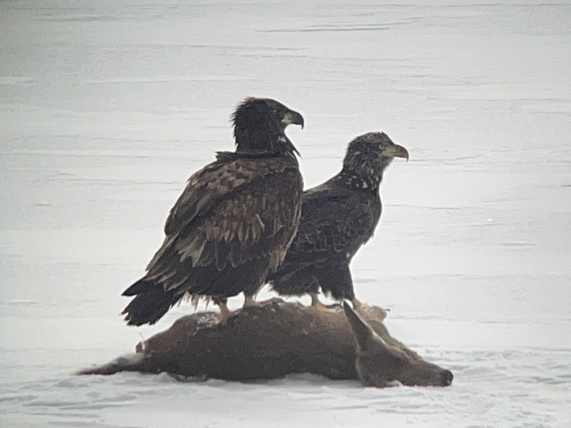 Juvenile Bald Eagles on a deer carcass on Treetop Pond