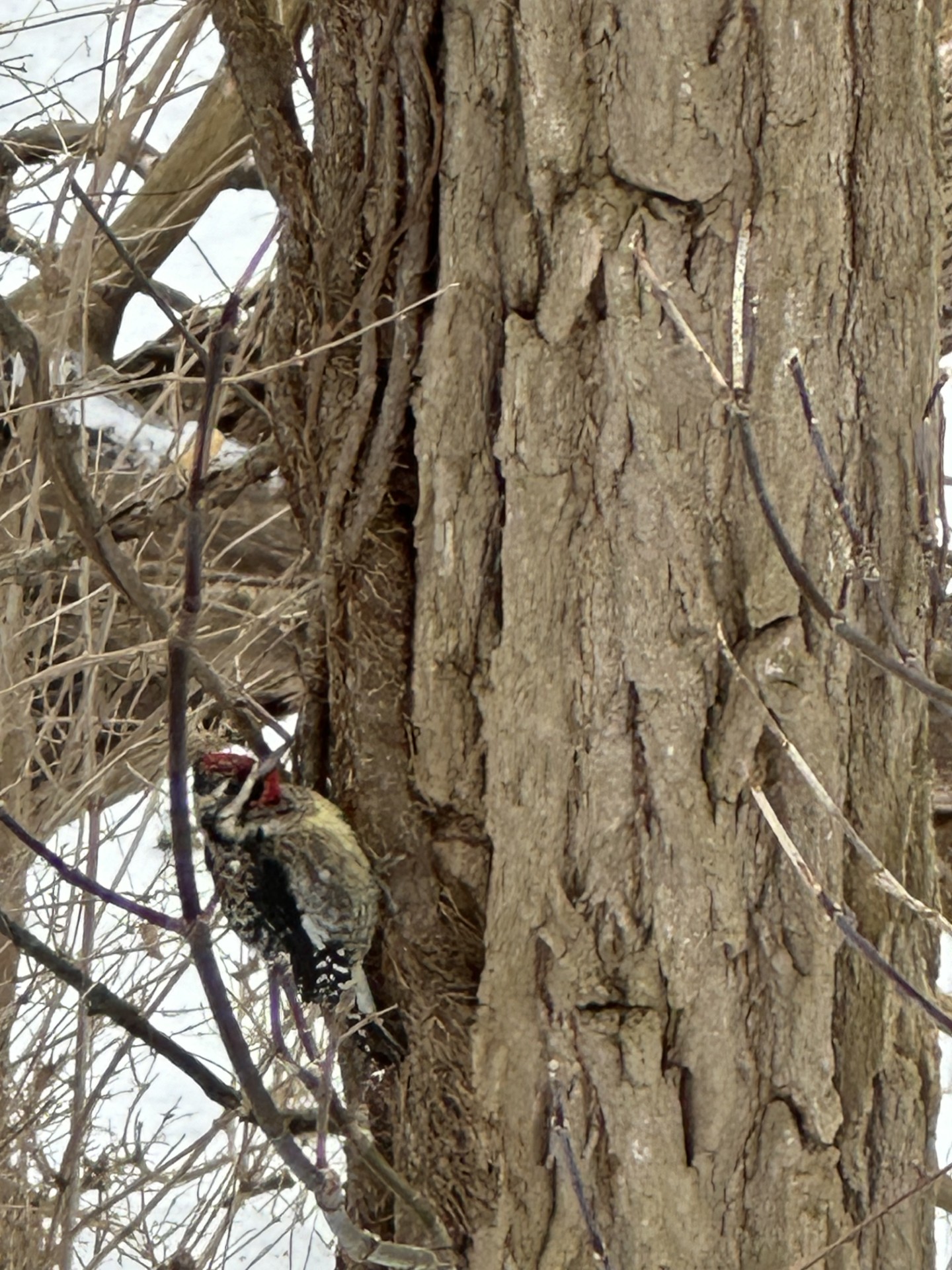 Yellow-bellied Sapsucker - a special winter visitor at Seven Ponds