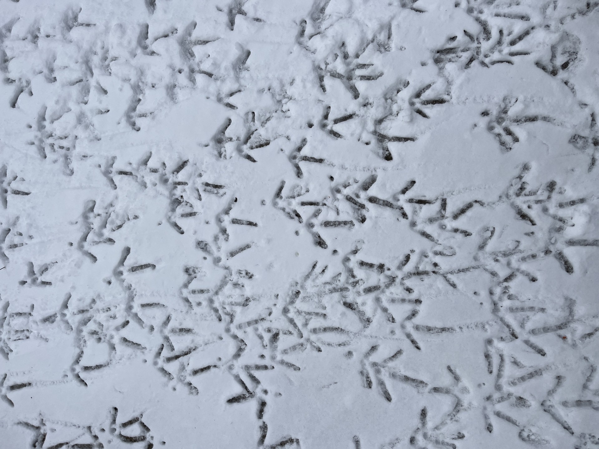 Wild Turkey tracks at Seven Ponds