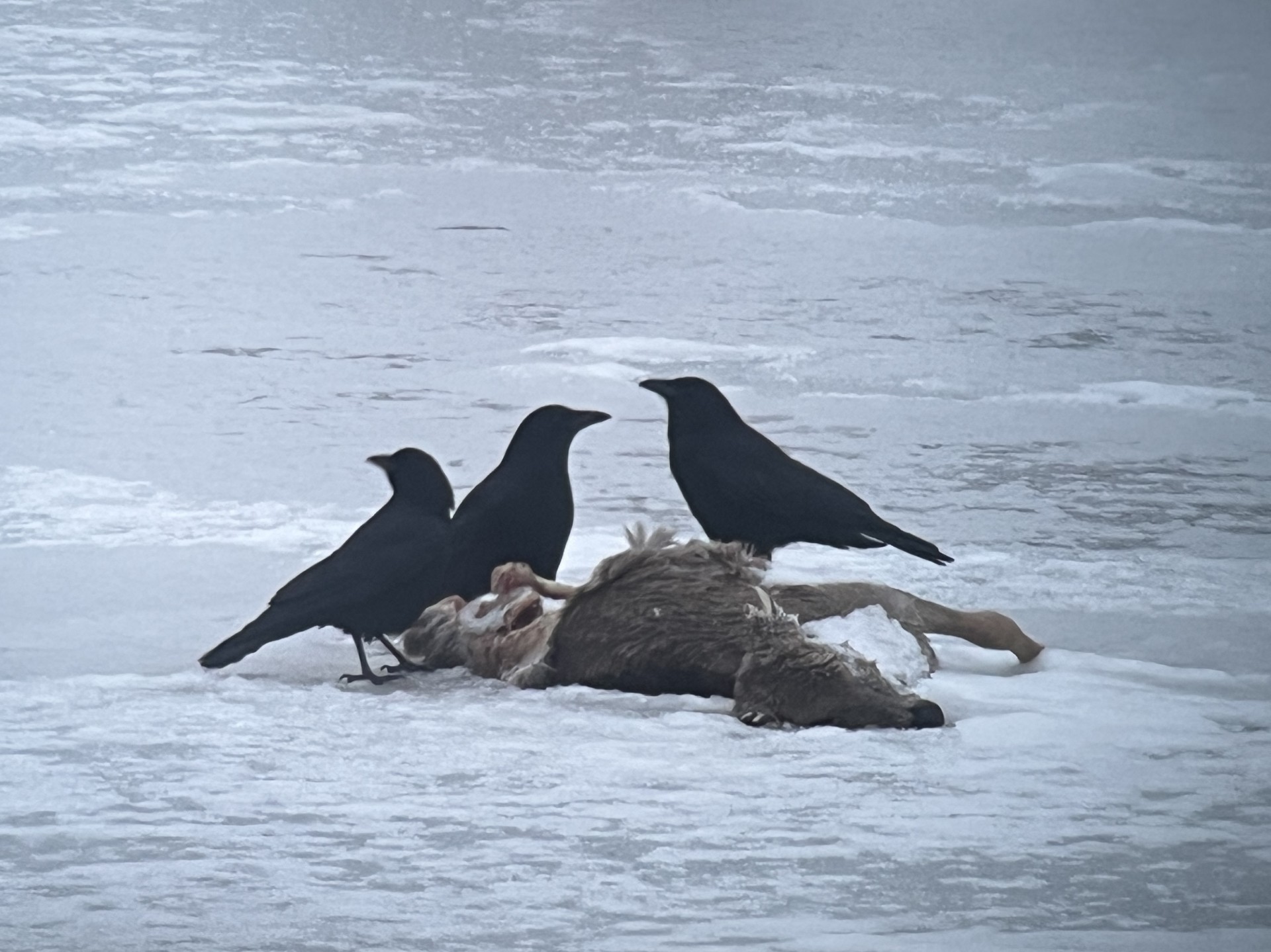 A murder of American Crows