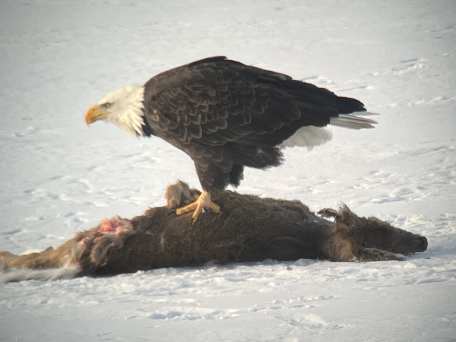 Adult Bald Eagle on the deer carcass