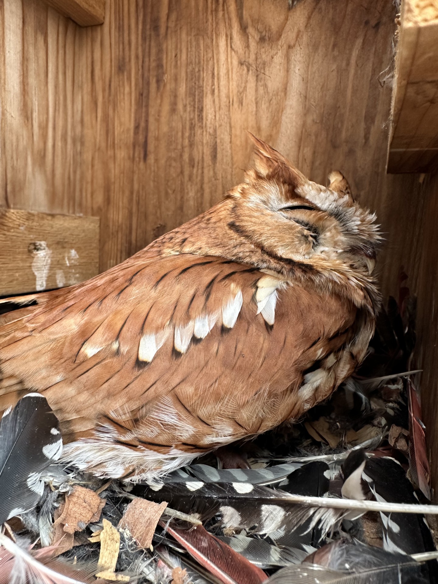 A sleepy-eyed red-form Eastern Screech-Owl utilizing one of our nest boxes.