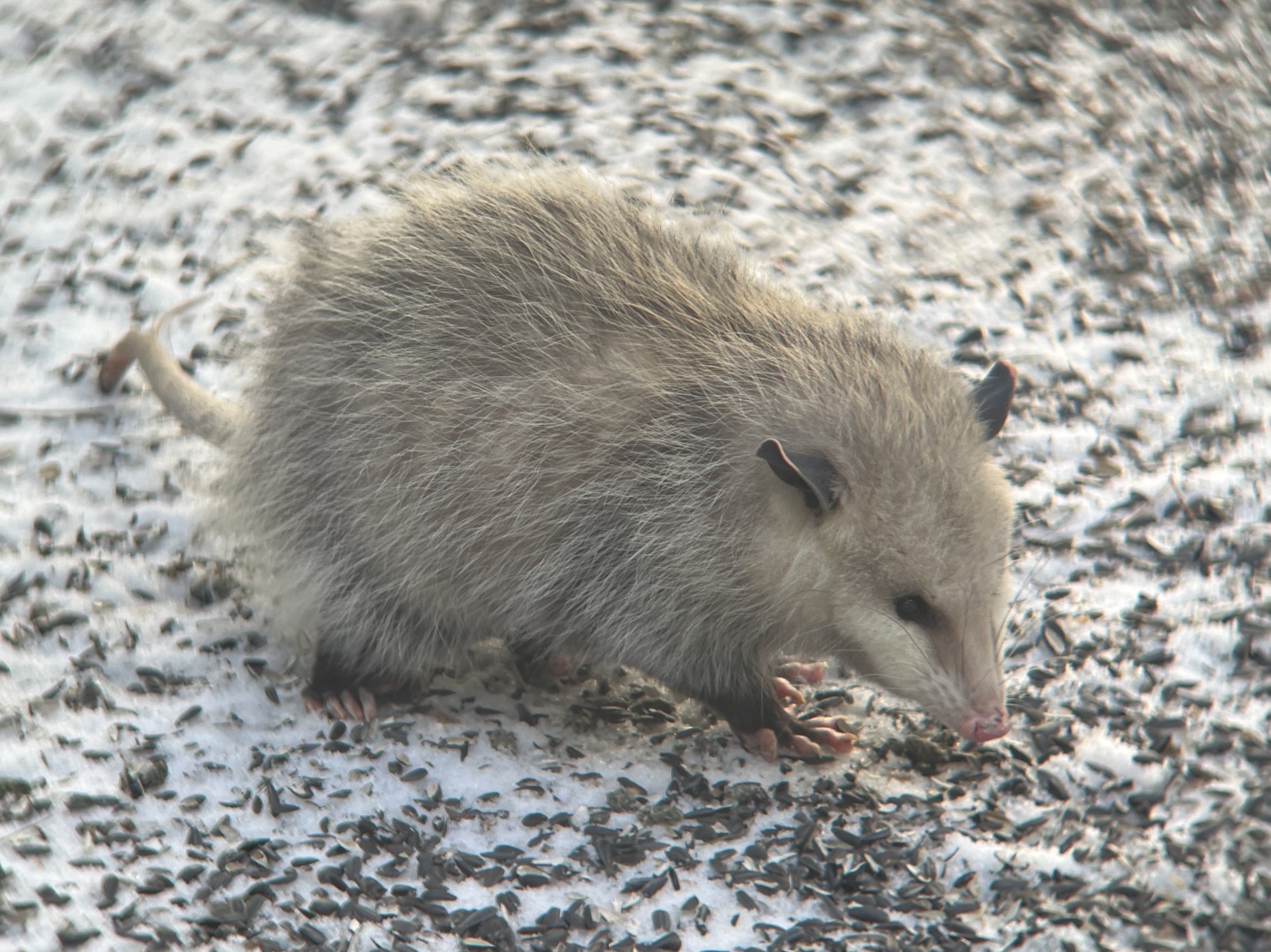 A young Virginia Opossum at our feeders