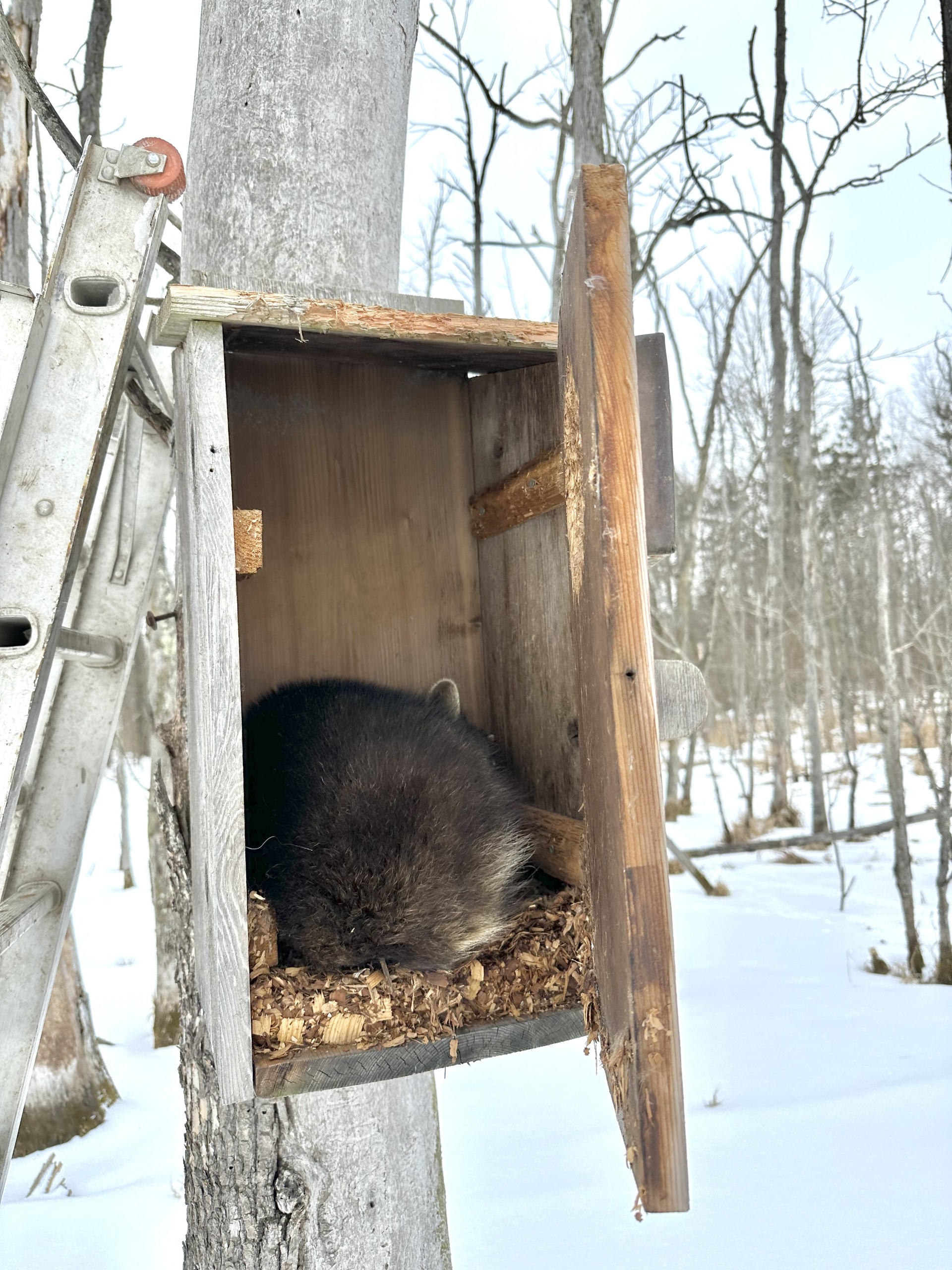 Raccoon enjoying a winter slumber in a Wood Duck nest box.