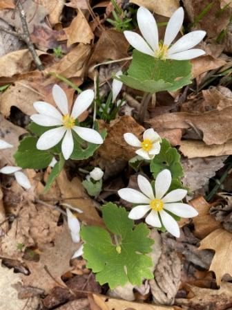 bloodroot 01 Bloodroot in the Woodland Wildflower Garden