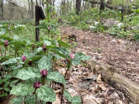 prairie trillium Prairie Trillium in our Woodland Wildflower Garden