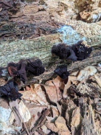 Chocolate Tube Slime Mold 01 Chocolate Tube Slime Mold