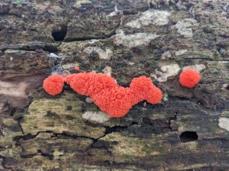 Red Raspberry Slime Mold 01 Red Raspberry Slime Mold