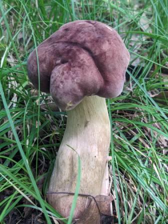 Reddish Brown Biiter Bolete 01 Reddish Brown Bitter Bolete with its velvet-like cap
