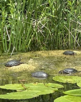 painted turtles 06-21.25 Painted turtles enjoying the summer weather at Treetop Pond
