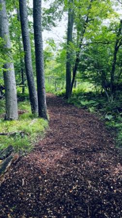 A view of the freshly-chipped trail through Paul's Woods