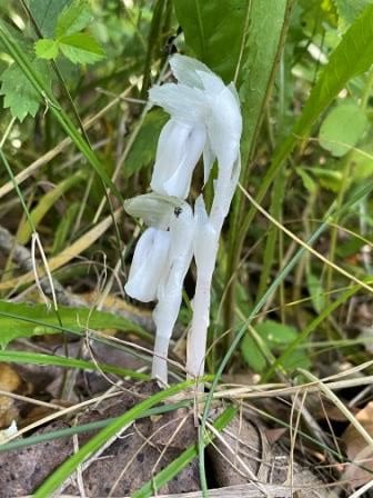 Ghost pipe spotted along the trails