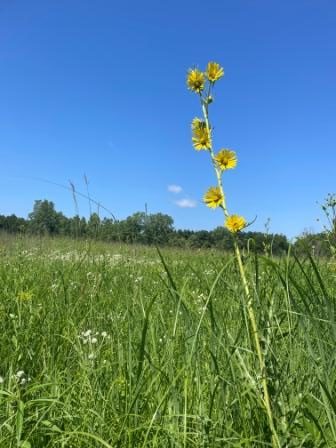 A fresh blooming compass plant in Earl's Praire