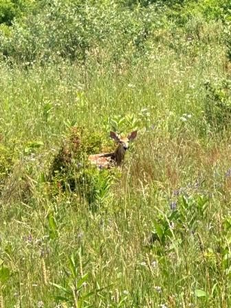 faun in the grass july 2025 A faun spotted in the fields of the North-80