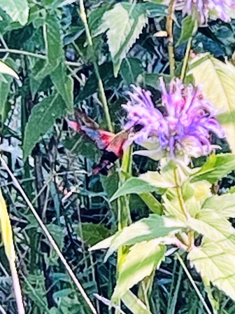 One of many hummingbird moths spotted in the Pollinator Garden.