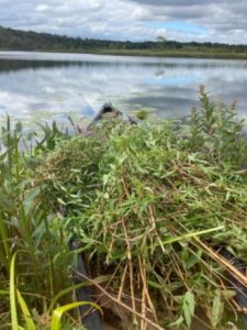 invasive species clean up 01